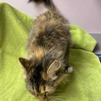 Thumbnail photo of Bettina #4