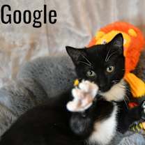 Thumbnail photo of Google #1