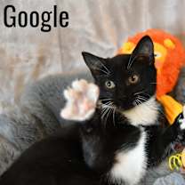 Thumbnail photo of Google #2