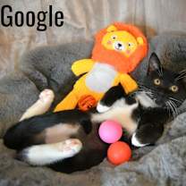 Thumbnail photo of Google #3