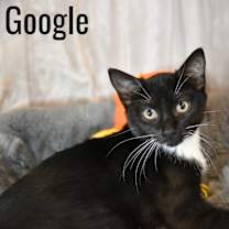 Thumbnail photo of Google #4