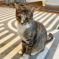 Thumbnail photo of Milkgrass #1