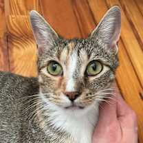 Thumbnail photo of Milkgrass #2