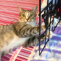 Thumbnail photo of Milkgrass #3