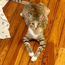 Thumbnail photo of Milkgrass #4