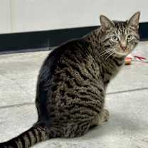 Thumbnail photo of Miss Tedi #2