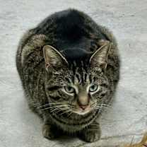 Thumbnail photo of Miss Tedi #3