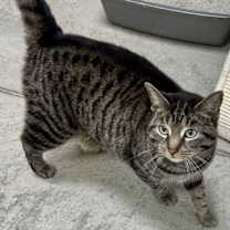 Thumbnail photo of Miss Tedi #4