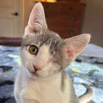 Thumbnail photo of Booboo #1