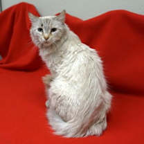 Thumbnail photo of Symphony #1