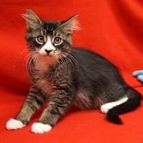 Thumbnail photo of Bernhardt #2