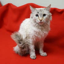 Thumbnail photo of Symphony #3