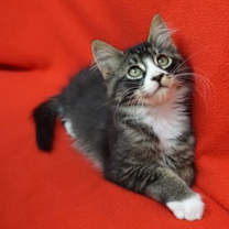 Thumbnail photo of Bernhardt #3