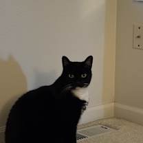 Thumbnail photo of Raven #1