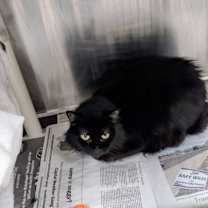 Thumbnail photo of Miss Kitty #2