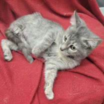 Thumbnail photo of Q Tip #2