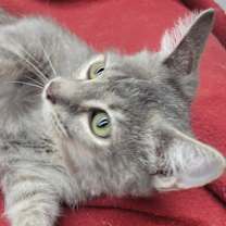 Thumbnail photo of Q Tip #1