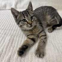 Thumbnail photo of Scarlett #2