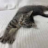 Thumbnail photo of Scarlett #3