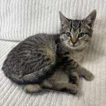 Thumbnail photo of Scarlett #4