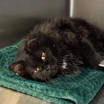 Thumbnail photo of Bumble Bumble #1