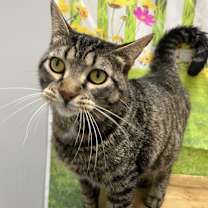 Thumbnail photo of Stormy #1