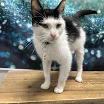 Thumbnail photo of Universe #2