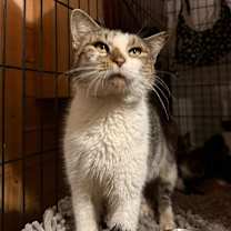 Thumbnail photo of Mitzi #3