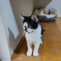 Thumbnail photo of Hauser #2