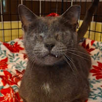 Thumbnail photo of Sneaky Pete #1