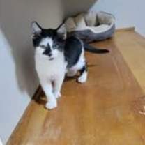 Thumbnail photo of Hauser #3