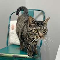 Thumbnail photo of Stormy #4