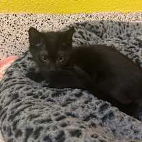 Thumbnail photo of Mayor #2