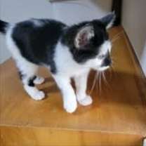 Thumbnail photo of Hauser #4