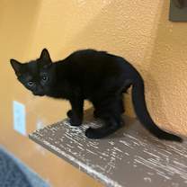 Thumbnail photo of Mayor #3