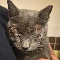 Thumbnail photo of Sneaky Pete #3