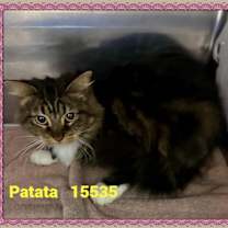 Thumbnail photo of PATATA(also see PATATI) #1