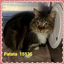 Thumbnail photo of PATATA(also see PATATI) #2