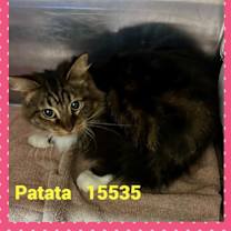 Thumbnail photo of PATATA(also see PATATI) #3
