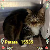 Thumbnail photo of PATATA(also see PATATI) #4
