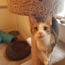 Thumbnail photo of Sage #1