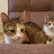 Thumbnail photo of Sage #2