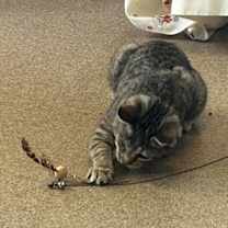 Thumbnail photo of Gumball #4