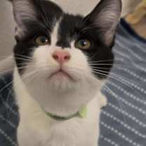 Thumbnail photo of Tortilla Bush #2