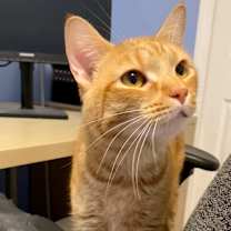 Thumbnail photo of Timber #1