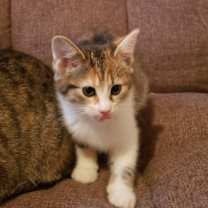 Thumbnail photo of Gumdrop #2