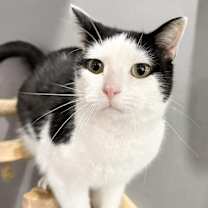 Thumbnail photo of *Oreo McStuffin #1