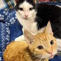 Thumbnail photo of *Oreo McStuffin #2