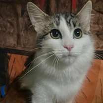 Thumbnail photo of Rip #1