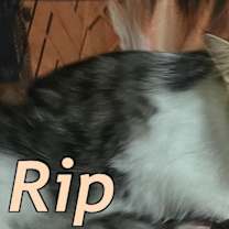 Thumbnail photo of Rip #2